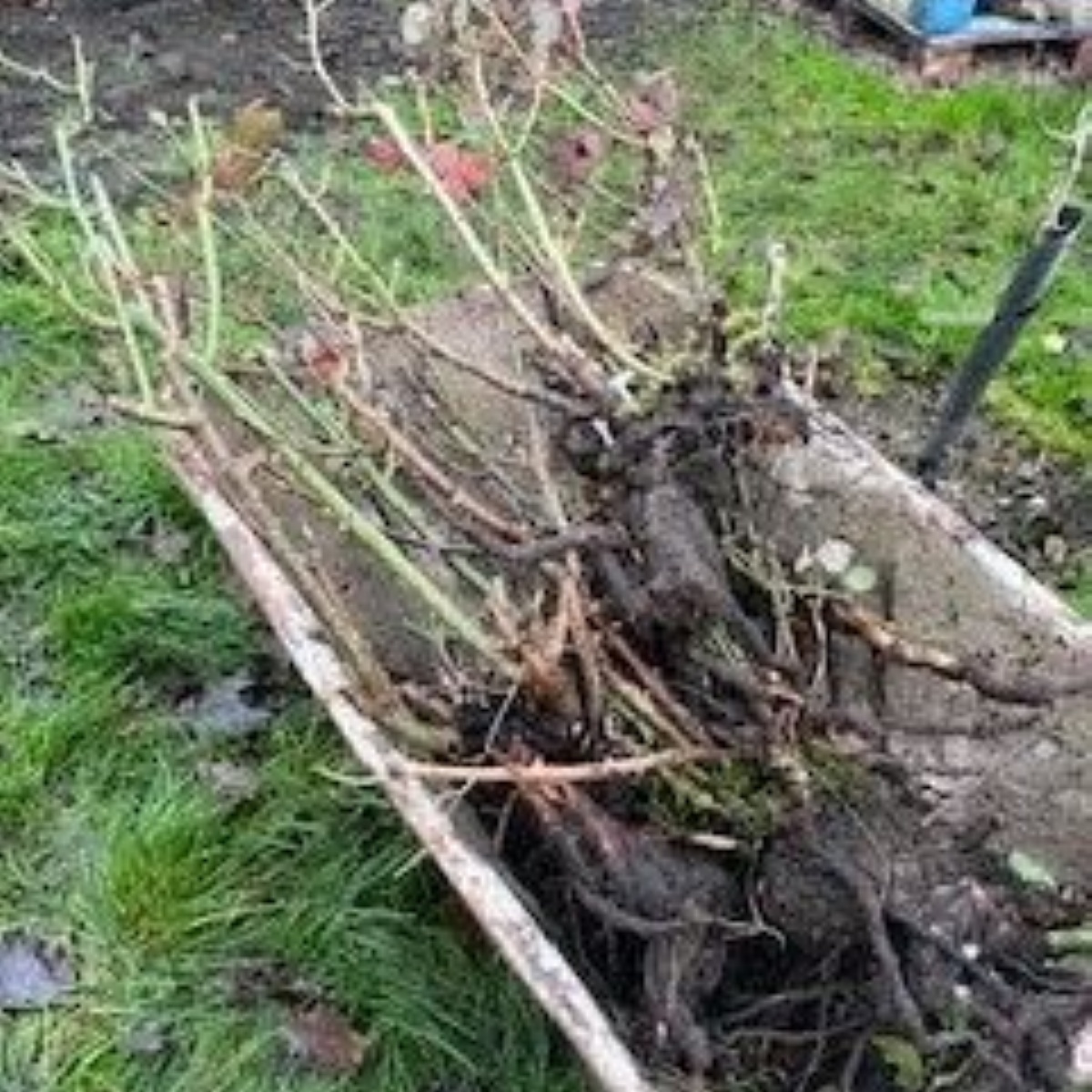 bleasby-cofe-primary-school-rose-garden-gift-from-a-local-resident